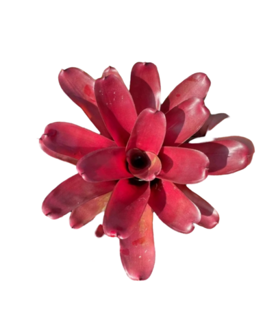 Bromeliad (type AB6)